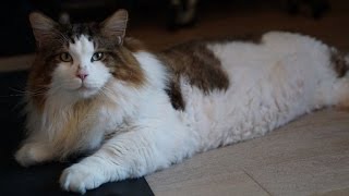 See This Massive 28Pound Cat Thats Nearly As Tall As Some Humans [upl. by Ytsirhc]