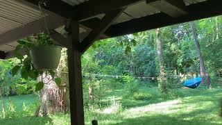 Carolina Wrens Nesting in the Spring Michigan Nature Sights and Sounds [upl. by Ruvolo]