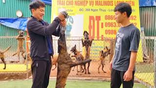 Malinois với KNPV thì dòng nào hay hơn malinoisbecgiebi traicholongbienbanchomalinois [upl. by Alysoun]