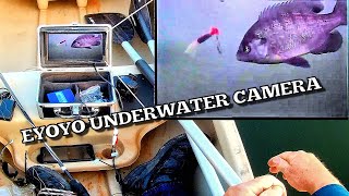 Eyoyo Underwater Fish Camera Live IN the Field Testing amp Footage [upl. by Thomajan519]