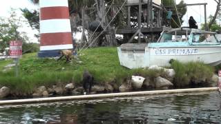 Monkey Island Homosassa FL [upl. by Alake]