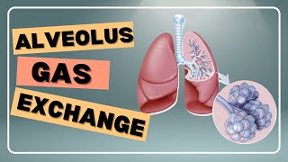 Alveolus Gas Exchange [upl. by Concettina]