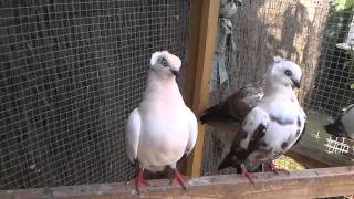 Fancy tumbler pigeons  timisoarus [upl. by Oiludbo246]