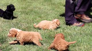 Cockapoo Puppies for Sale [upl. by Hutchinson]