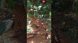 The tiger that killed a man in Vellaramkunnu in Wayanad captured  Report by Manoj Viswanathan [upl. by Gemini669]