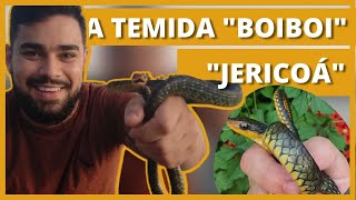 Conheça a temida JericoáBoiBoi Chironius sp Relatório de Répteis [upl. by Atselec636]