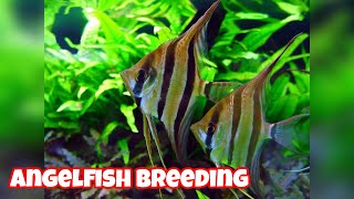 How To Breed Angelfish At Home [upl. by Denys]