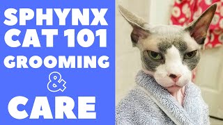 Sphynx Cat 101  Grooming and Care [upl. by Asreht]