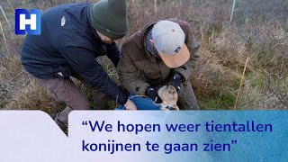 Uitgezette konijnen moeten natuur van Waterleidingduinen in evenwicht houden [upl. by Hamish]