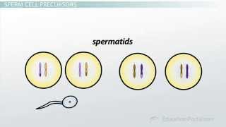 Spermatogenesis [upl. by Nageam]