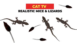 REALISTIC CAT GAME FOR CATS 🐈 Realistic Mice and Lizards for Cats to Watch [upl. by Donni259]