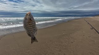 Winter Surf Fishing surffishing surfperch montereybay california valentinesday [upl. by Kohcztiy242]