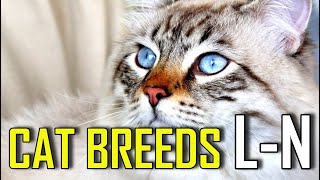 CAT BREEDS  List of cat breeds that start with L  N [upl. by Ymmac443]