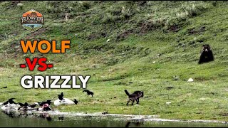 Grizzly Bear takes on a Wolf over a dead bison  the war continues Yellowstone National Park [upl. by Isnyl]