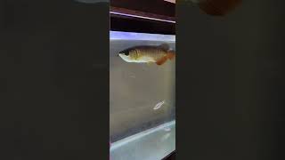 Golden crossback Arowana Maintained by Jeffrey [upl. by Dagny]