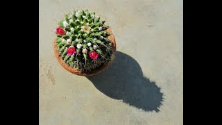 How to grow plant amp care of Mammillaria compressa  mother of hundreds [upl. by Nahraf297]