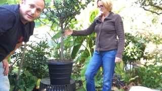 Fall Gardening PT 13 Turning Tropical Hibiscus Into a house plant  How to Over Winter Plants [upl. by Acinemod]