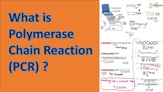 Polymerase Chain Reaction PCR [upl. by Tartan]