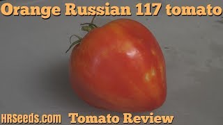 ⟹ Orange Russian 117 tomato  Solanum lycopersicum  Tomato review 2018 [upl. by Donaghue66]