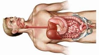 Human gastrointestinal tract anatomy  stomach jejunum ileum colon [upl. by Odrick724]