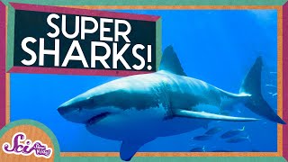 Super Sharks  Amazing Animals  SciShow Kids [upl. by Martell]