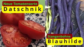 NeueTomatesorte Datschnik amp Stangenbohne Blauhilde [upl. by Rumpf]