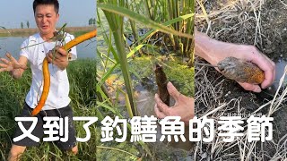 又到了釣鱔魚的季節，只要找對地方就能有一個不錯的收獲！viralvideo 捕魚 [upl. by Happy]