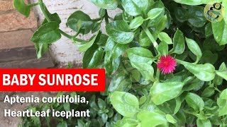 Baby Sunrose plant care and Propagation from cuttings  Aptenia cordifolia heartleaf iceplant [upl. by Sulecram]