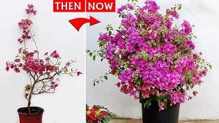 Bougainvillea Flowering TIPS That NEVER FAILS  100 REAL RESULT [upl. by Anilave]