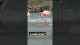 Flamingos spotted in Wisconsin for the first time in state history [upl. by Ykcaj726]