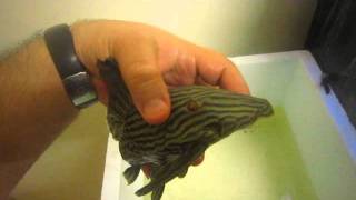 New 9quot royal pleco  panaque nigrolineatus L190 [upl. by Nivlac]