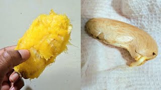 How to germinate mango seeds [upl. by Chong]