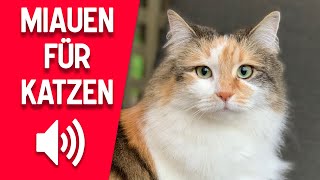 miauende katze sound um die Katzen anzulocken [upl. by Rossie]