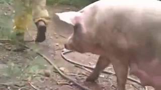 Giant 1000 lb Boar gets attacked and Killed by Africanized Killer bees [upl. by Troy]