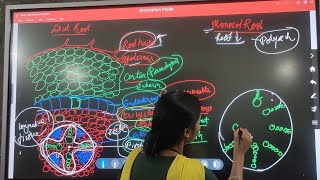 Biology  Comparative study of Anatomy of dicot and monocot plants with easy diagram [upl. by Sheley557]