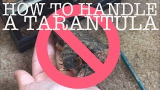 HOW TO HOLD A TARANTULA [upl. by Corly]