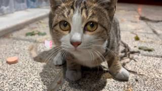 Lonely Stray Kitten Living Above a Supermarket [upl. by Ramu116]