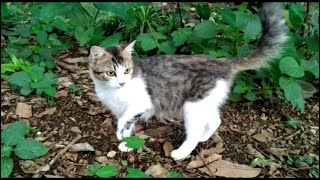 A Limping Cat Abandoned By Its Owner [upl. by Attenahs]