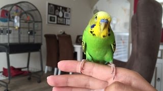 How can I tame my parakeet Budgie  English Subtitles  Hoe maak ik mijn parkiet tam [upl. by Arahat]