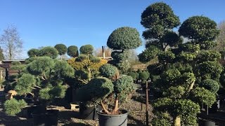 Ilex Crenata ‘Kimne’ Bonsai Cloud Tree Japanese Holly [upl. by Sholeen328]