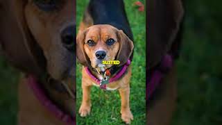 Top 10 CUTEST MIXED Dog Breeds According to PetHelpful shorts dog viral [upl. by Ettevol]