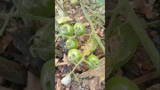 cherry tomato plant growing [upl. by Lana]