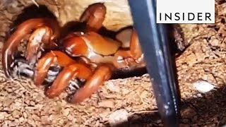 Trapdoor Spiders Are Masters Of Surprise [upl. by Nylcoj298]