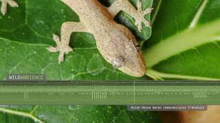 Asian House Gecko  Sounds [upl. by Lashoh]