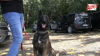 LA ROCHELLE  20 binômes en concours sélectif national du meilleur chien de mordant sportif [upl. by Niarfe]