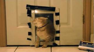 hilarious cat prank TWO plastic wrap wall [upl. by Petta]