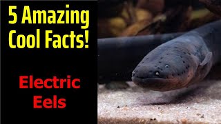 5 Fascinating Facts About Electric Eels [upl. by Yerffeg]