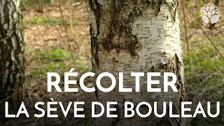 Récolter la sève de bouleau [upl. by Doownel]