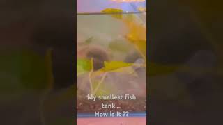 Small fish tank💪🏻 fishlovers smallfishtank tanksetup pets petfish [upl. by Byers]