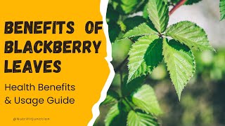 9 Incredible Health Benefits of Blackberry Leaves  How to Use [upl. by Ylrac]